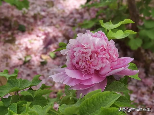 做几天洛阳人——游河南洛阳赏牡丹芬芳 总体概述(四)