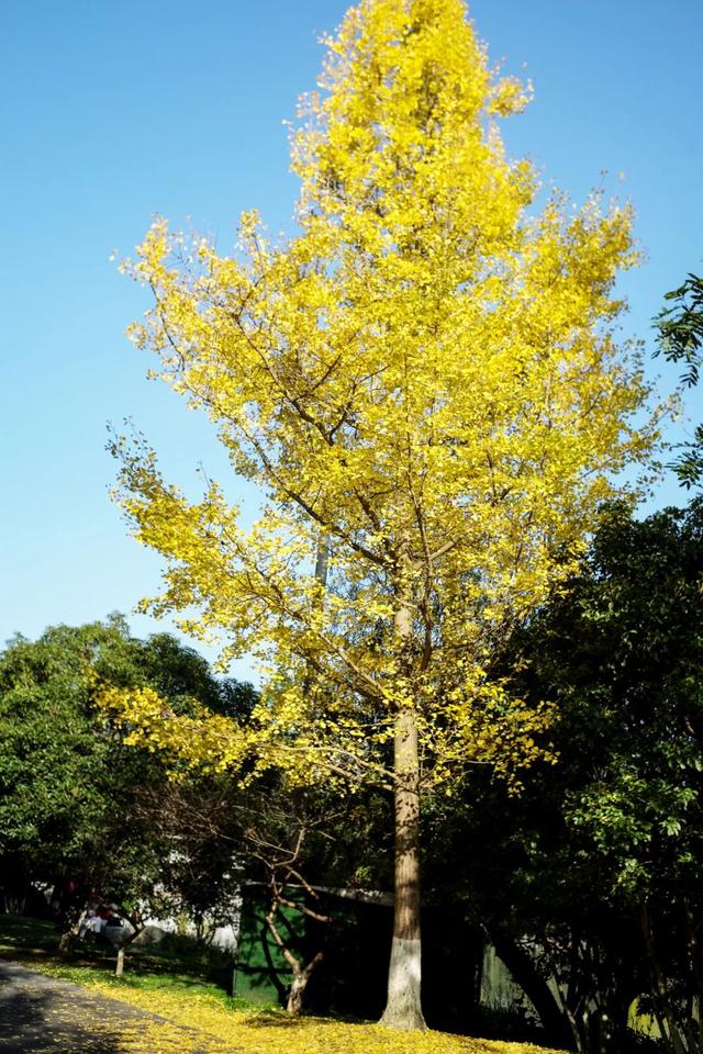 这个“名牌加身”的西南山城，正适合淡季来玩！