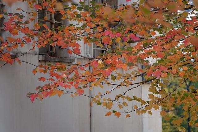 塞尔维亚，一座被轰炸过78天的城市的新生，贝尔格莱德一日游记