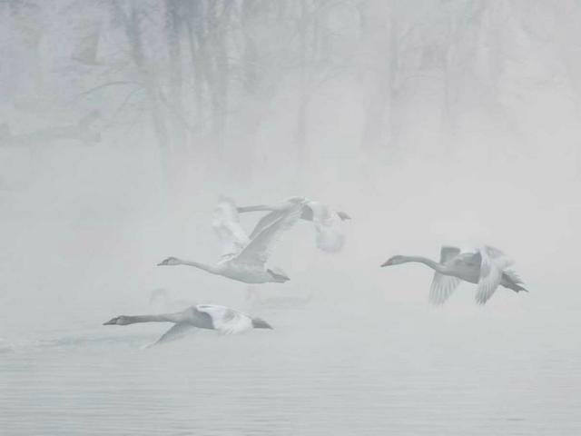 伊宁天鹅泉湿地公园：冬日里的生态诗画