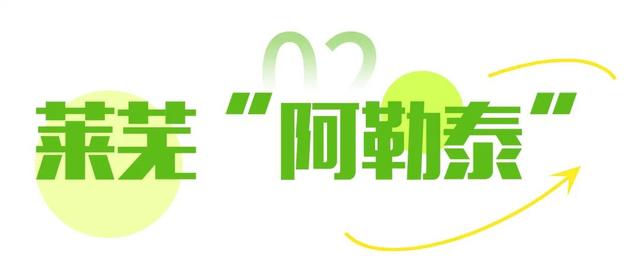 藏在济南的这些打卡地 ，圈粉无数！
