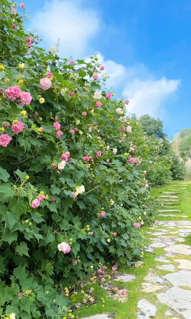 冬日“顶流”大片盛开！超级出片→