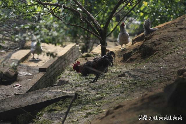2023年春重庆探亲游（上篇）