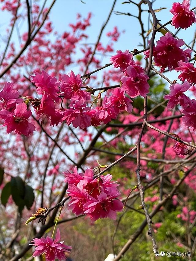 请收下这份3月广州最美打卡地，附花期、交通、拍照贴士