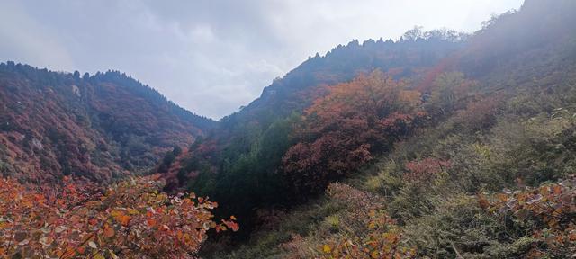 骊山红叶似火 车辆行人如织