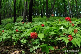 吉林省柳河县科技赋能林下山参产业图片