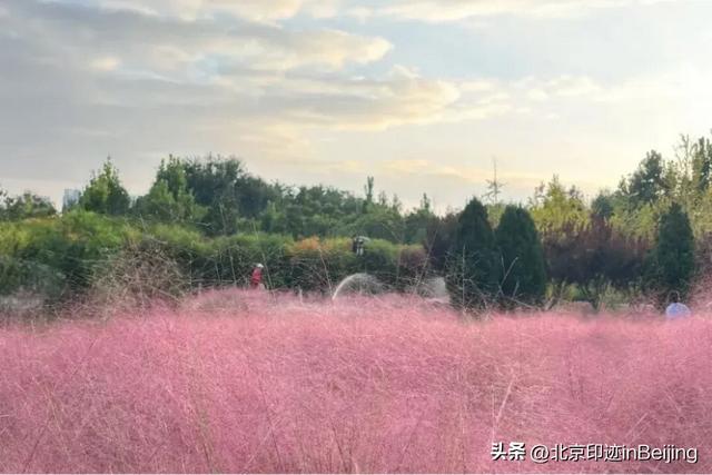 京城周末丨秋日限定浪漫,粉黛花海进入最美时节