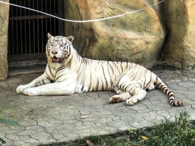 游览西双版纳热带动物园