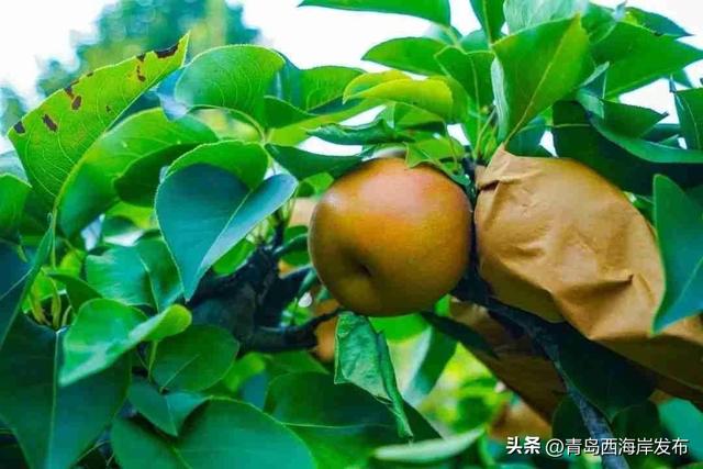 鲜 果 上 市 ！