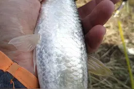 野钓没口？那就钓大白条，用此方法全是大的钓饵现抓图片