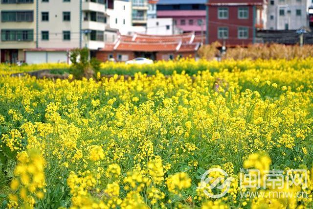 泉州虹山油菜花海开！美爆了！AI剧本游新玩法来啦