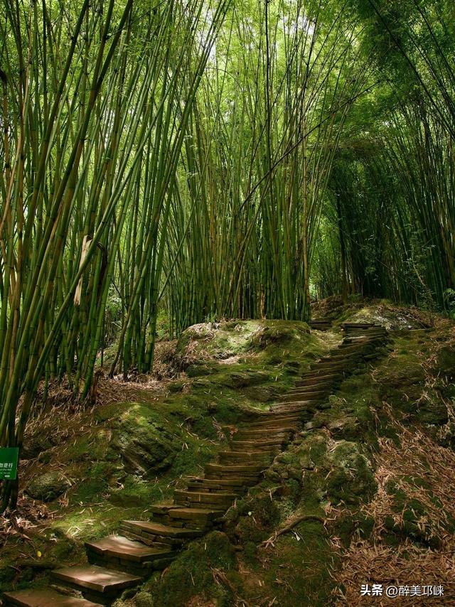 抓住夏天的尾巴，在川西竹海遇见第一缕秋意