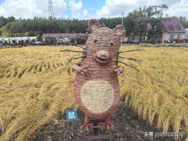 【邂逅山河 祝福祖国】打翻“调色盘”：五常凤凰山邂逅林海盛宴，稻乡小镇漫步金色田园