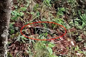 吓人！眼镜王蛇在小学附近产下50枚蛇蛋图片