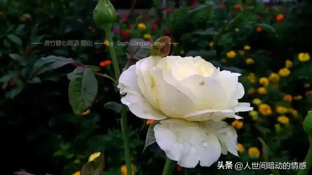 我们的相遇十分不易，我会珍惜每一瞬间，遇到你，真好