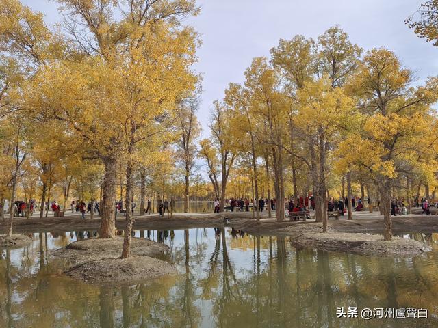 金塔胡杨林