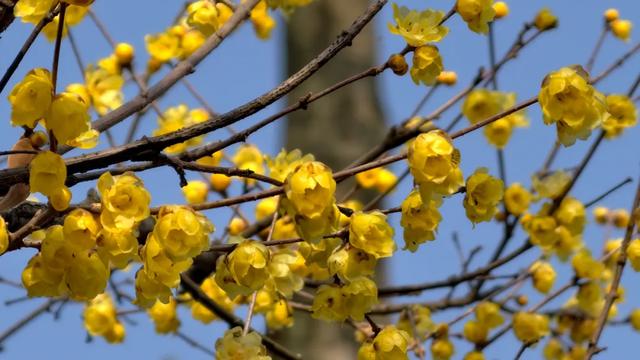 限时“梅”景！郫都这座千年古寺，藏着冬日最治愈的禅意与浪漫