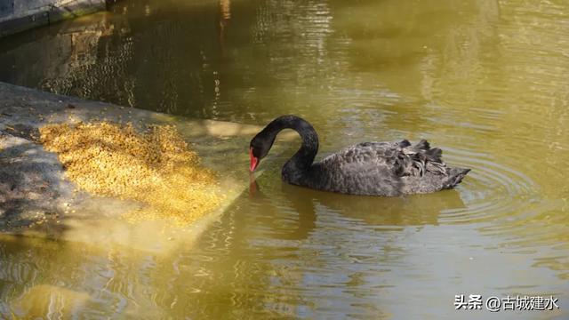 黑天鹅在建水五龙湖的前世与今朝