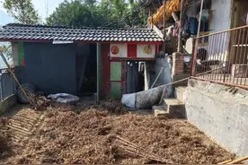 四川遭黑熊袭击的夫妻已无生命危险：保险公司会赔付，打死的黑熊将用于科研图片