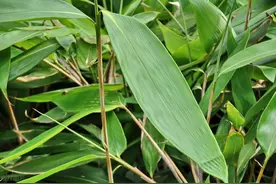 箬竹叶，最常用的粽叶之一，但宝藏植物箬竹可不是只能用来包粽子图片