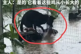 河南周口暴雨淹没养殖场，一小狗多次下水救鸡，视频流出 评论暖心图片