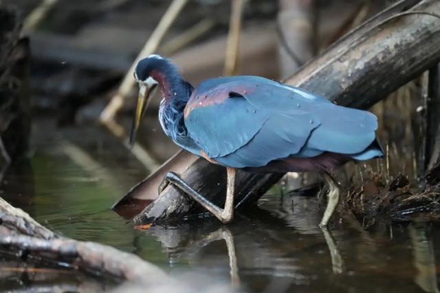 一生一次，2027年出发！41天南极半岛包船登陆，南美4国狂野自驾