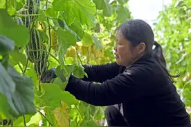 农旅融合“多点开花”！阳高县：倚“特”向“优”绘新景图片