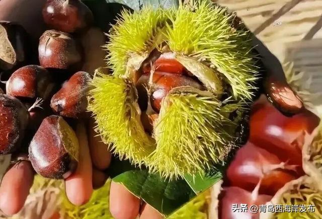 七夕+周末，西海岸这份“双倍甜蜜”等你查收~