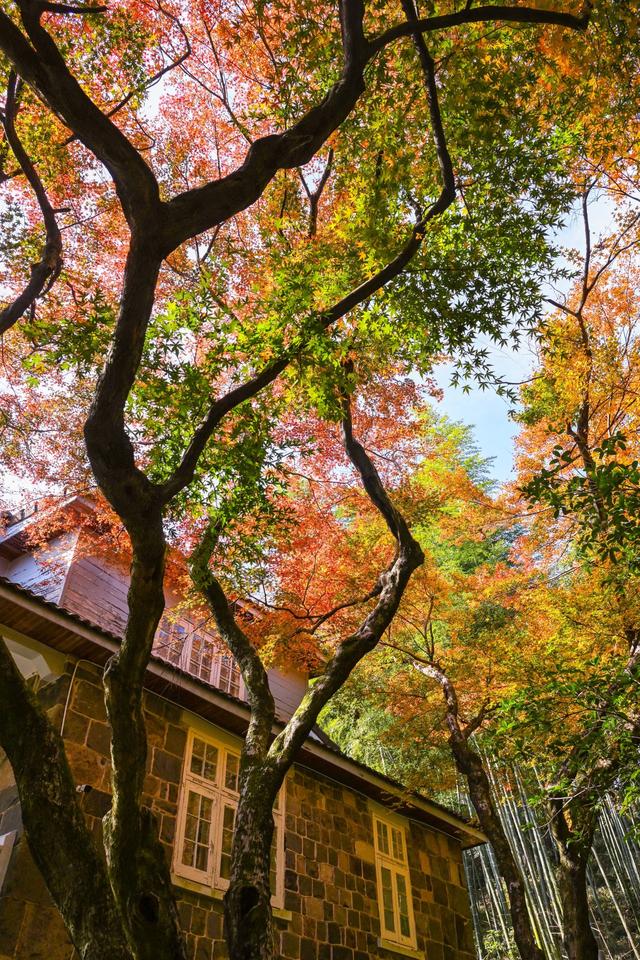 在红枫季，品味莫干山的绝代“枫”华