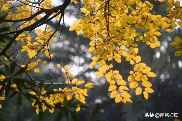 初秋→深秋，紫金山赏秋清单