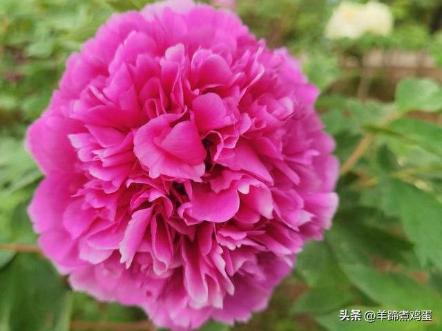 做几天洛阳人——游河南洛阳赏牡丹芬芳 总体概述（四）