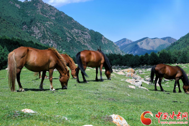 祁连山冰沟河景区荣膺 2025年度甘肃文旅新地标·网红打卡优选地