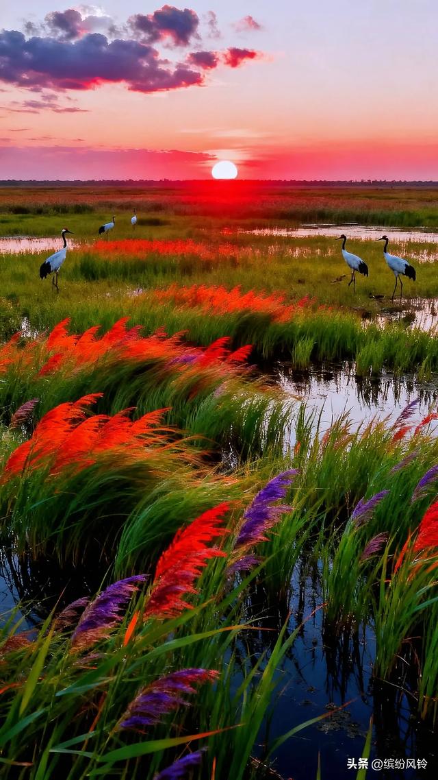 夕阳下的湿地，丹顶鹤在水畔翩跹