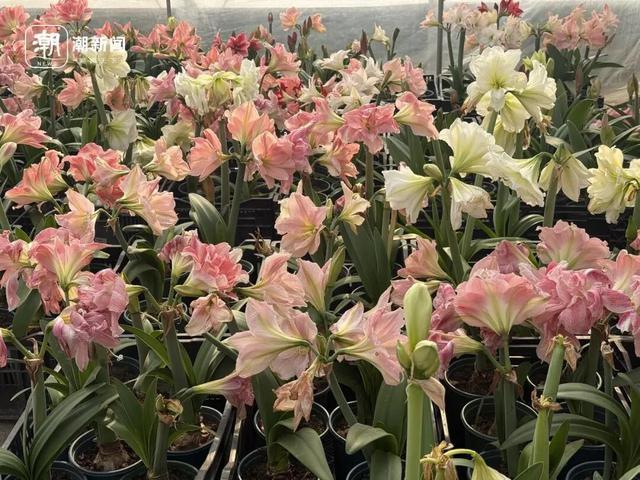 价格雪崩！近300元跌至35元，曾经的网红“卖不动了”