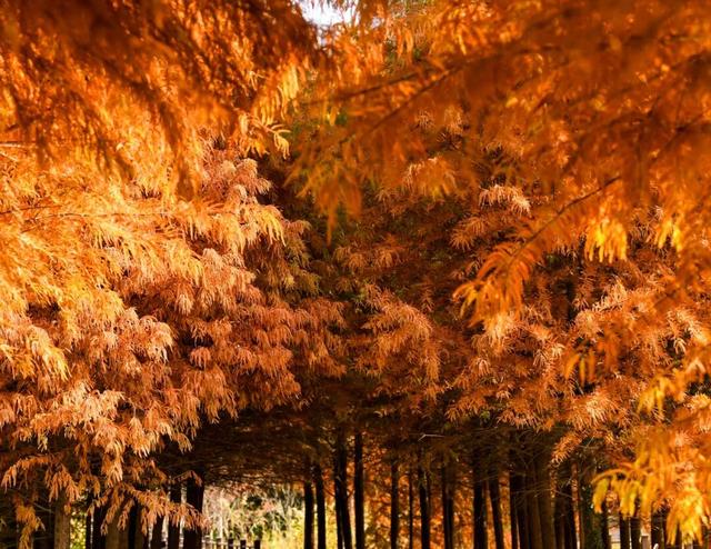 超出片！在这里一键解锁限定杉色