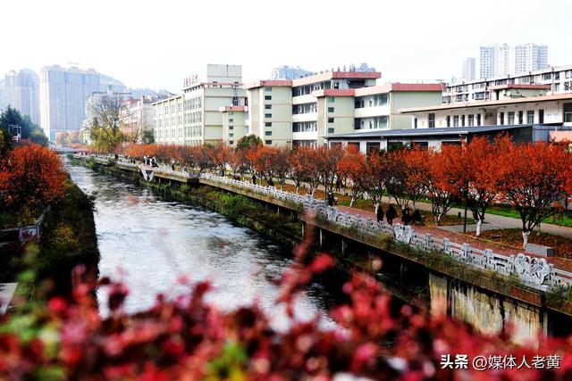 六盘水水城河道两畔初冬樱花红叶层峦叠嶂点亮城市之约