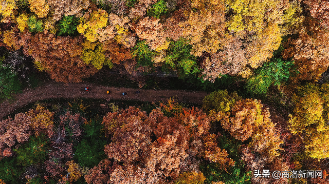 枫叶红落叶黄 商洛秋浓好风光