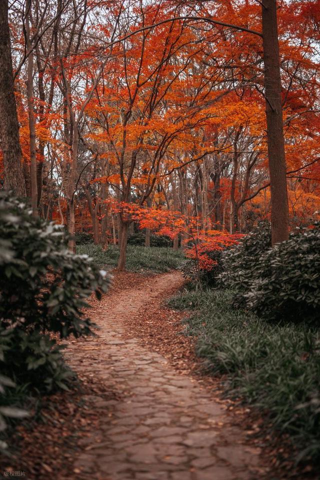 石象路银杏黄了！秋日南京必走的几条经典路线