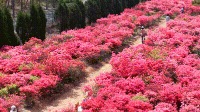 免费送票！西海岸这片杜鹃花海美到心坎上了