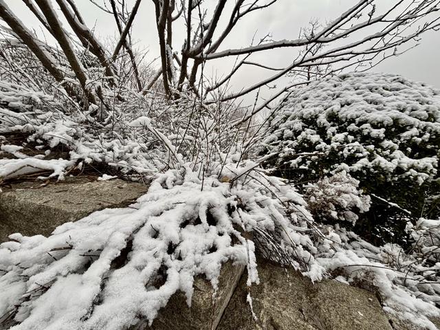 瑞雪飘然而至中国海滨城市青岛
