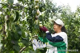 闻喜好梨“玉露香” 畅销上海和浙江图片