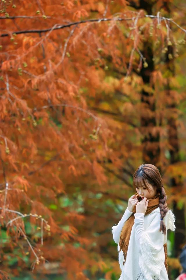 云溪落羽杉,羊城冬日别样红