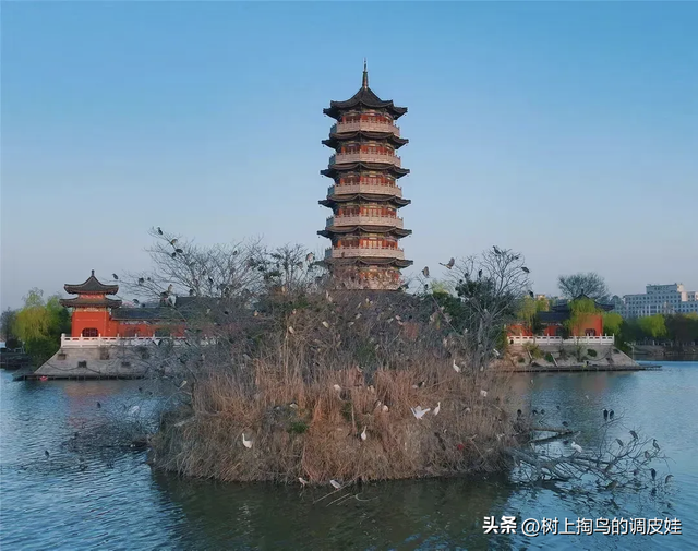 国家湿地公园柘城容湖“贵客”：生态之美与守护之责