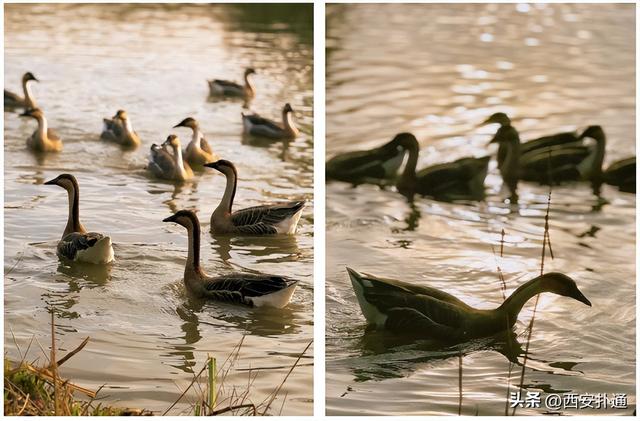 红透了！西安这片水上杉林，已进入最佳观赏期！