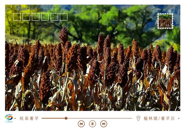 北疆文化 遇鉴赛罕 | 秋染赛罕明信片上线！快来“云”赏秋