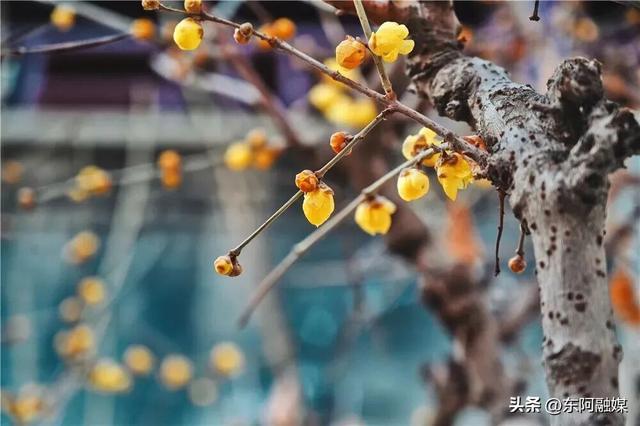 山东的第一波蜡梅开啦！快来邂逅这份冬日限定的浪漫