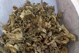 颜陵君话中药：收敛止血药——紫珠图片