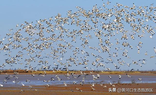 【黄河口生态旅游区】当马拉松遇上黄河口秋日：看候鸟、赏湿地，送福利啦！