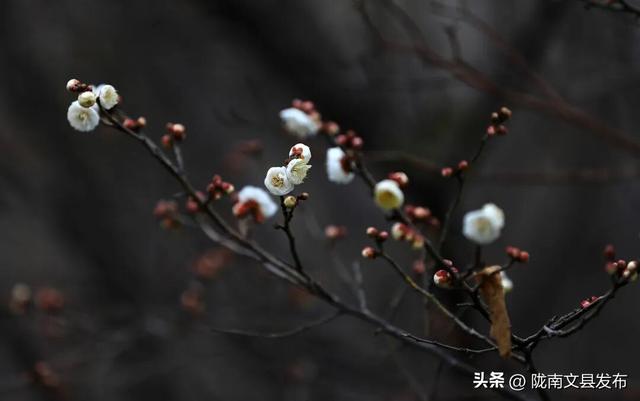冬日“梅”景，真美！