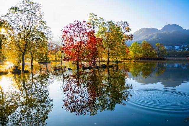 秋日红叶全攻略：认准这几棵树，带你解锁最美中国红！